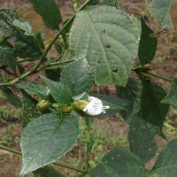 Strobilanthes thwaitesii T.Anderson